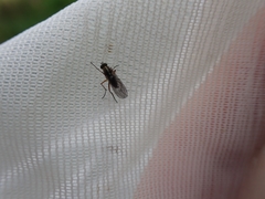 Tetrachaetus bipunctatus