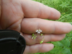 Micranthes odontoloma