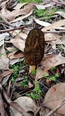Morchella australiana