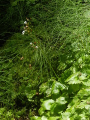 Micranthes odontoloma