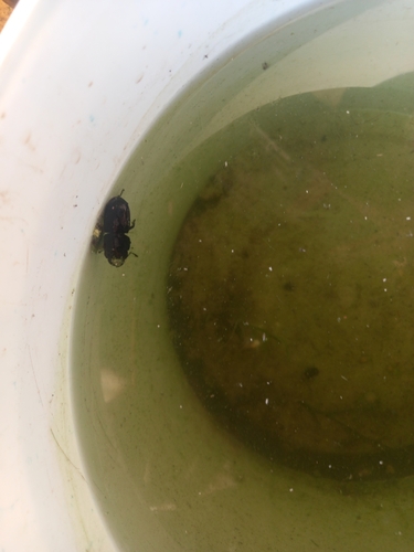 Lesser Stag Beetle