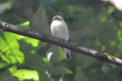 Ficedula