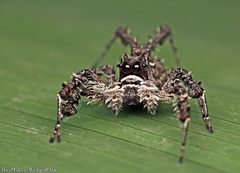 Portia labiata