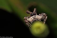 Portia labiata