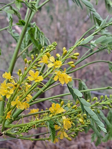 Conzattia multiflora, photograph 5