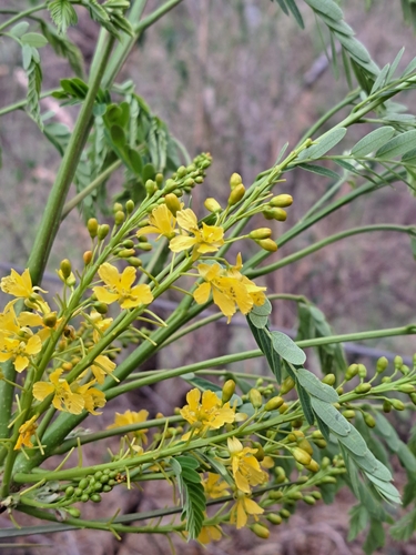 Conzattia multiflora, photograph 6