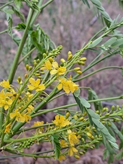 Conzattia multiflora, photograph (c) Ricardo Betancourt Sánchez, some rights reserved (CC BY)