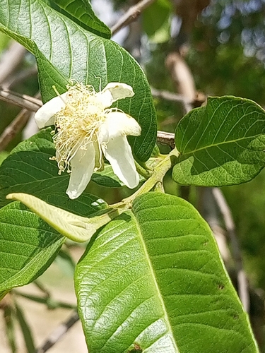 Common guava