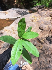 Avocado (Persea liebmannii)
