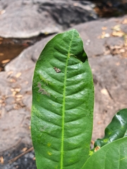 Persea liebmannii, photograph (c) Ricardo Betancourt Sánchez, some rights reserved (CC BY)