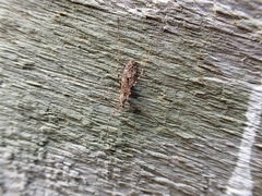 Amphineurus hudsoni