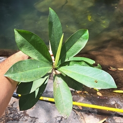 Ardisia revoluta