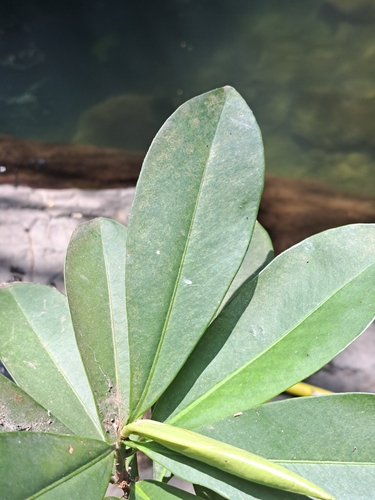 Ardisia revoluta, photograph 1