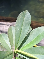 Ardisia revoluta, photograph (c) Ricardo Betancourt Sánchez, some rights reserved (CC BY)
