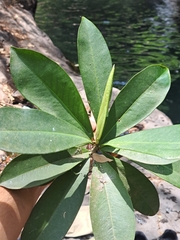 Ardisia revoluta, photograph (c) Ricardo Betancourt Sánchez, some rights reserved (CC BY)