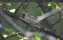 Ficedula