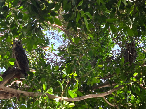 View observation of {o.common_name} on iNaturalist
