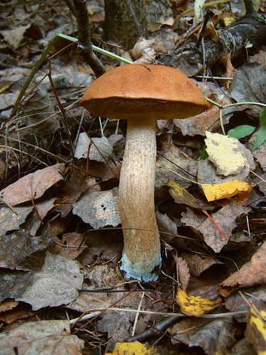 Leccinum leucopodium