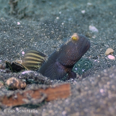 Cryptocentrus fasciatus