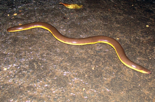 Chorla Giant-striped Caecilian, Ichthyophis davidi