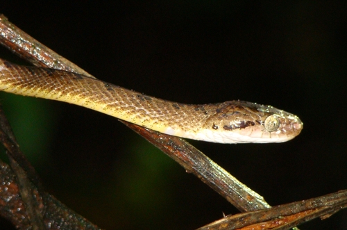 Beddome's Cat Snake