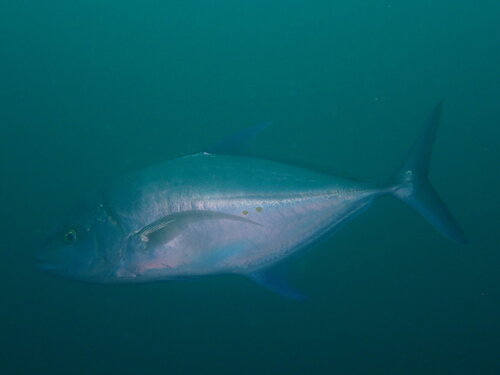 Island trevally (Carangoides orthogrammus) — Carangidae