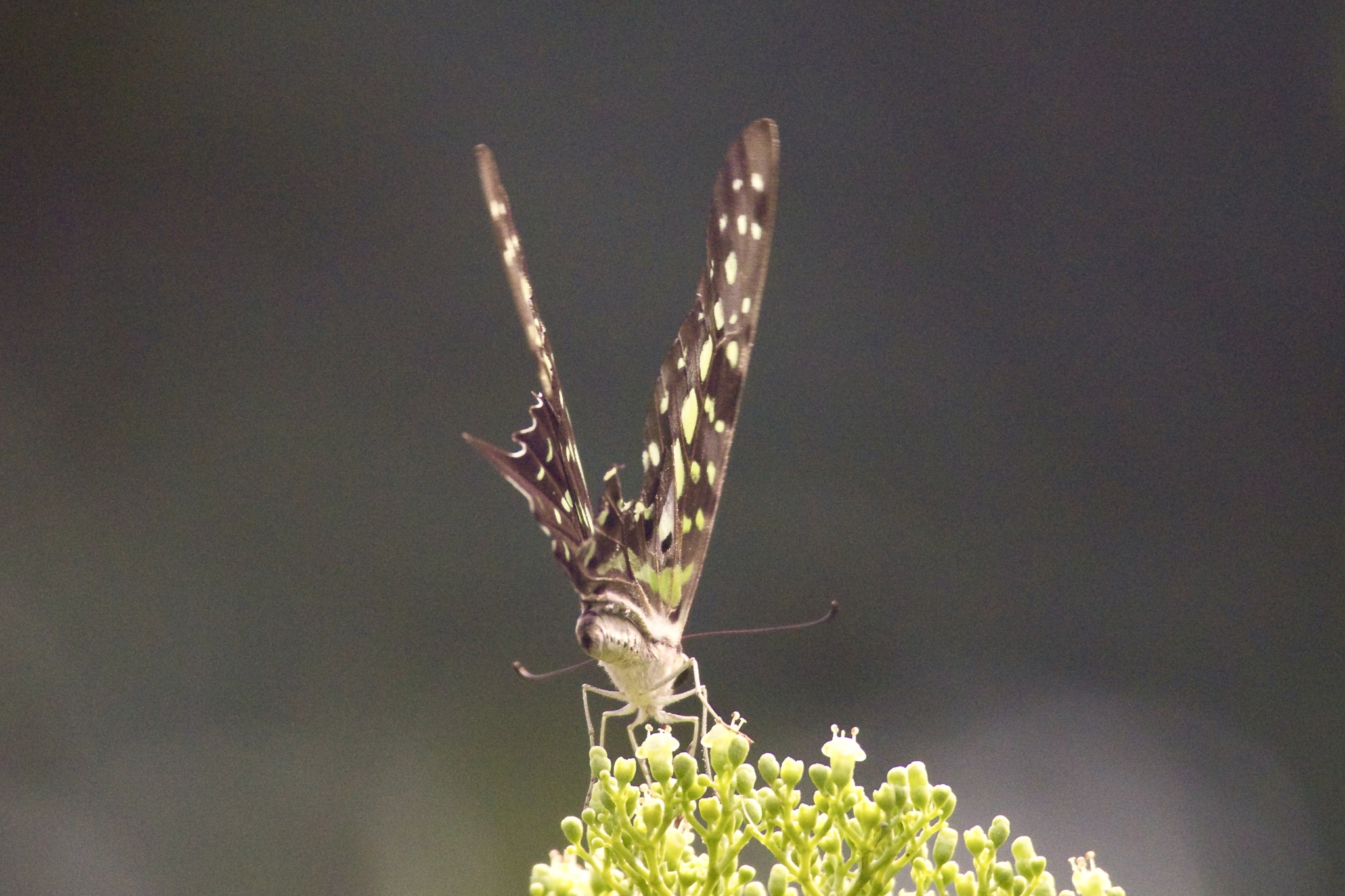 Tailed Jay