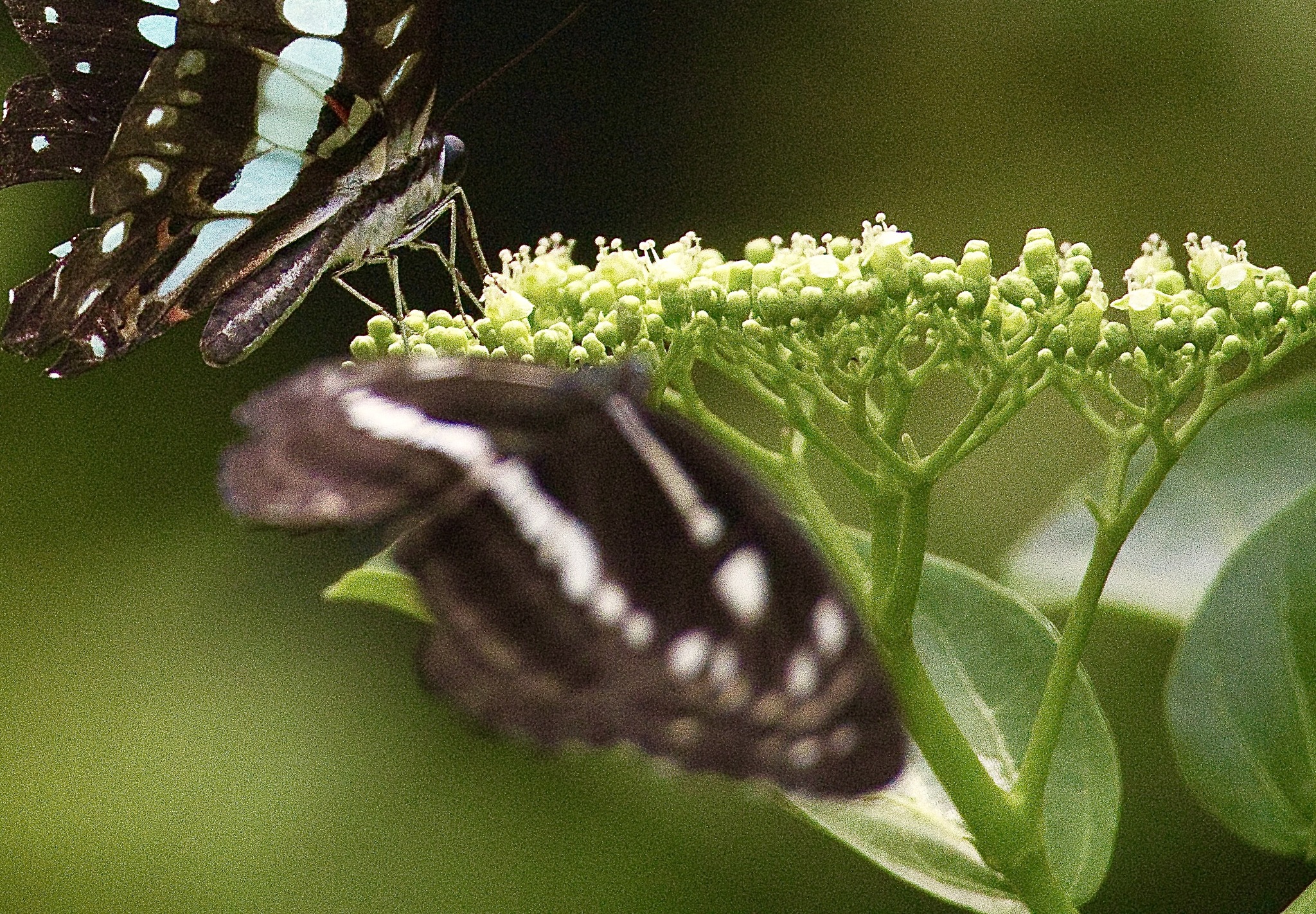 Chestnut-Streaked Sailer