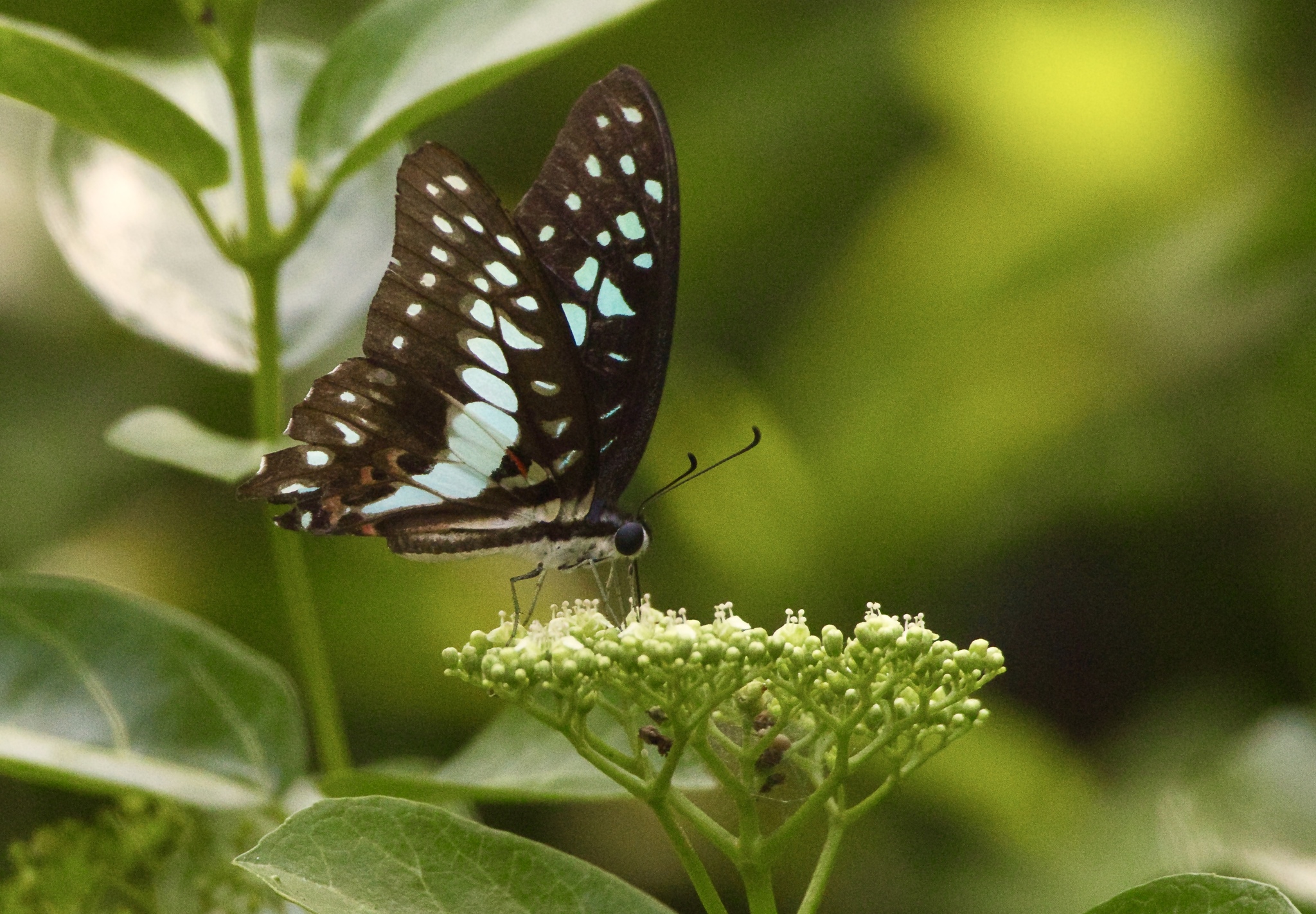 Common Jay