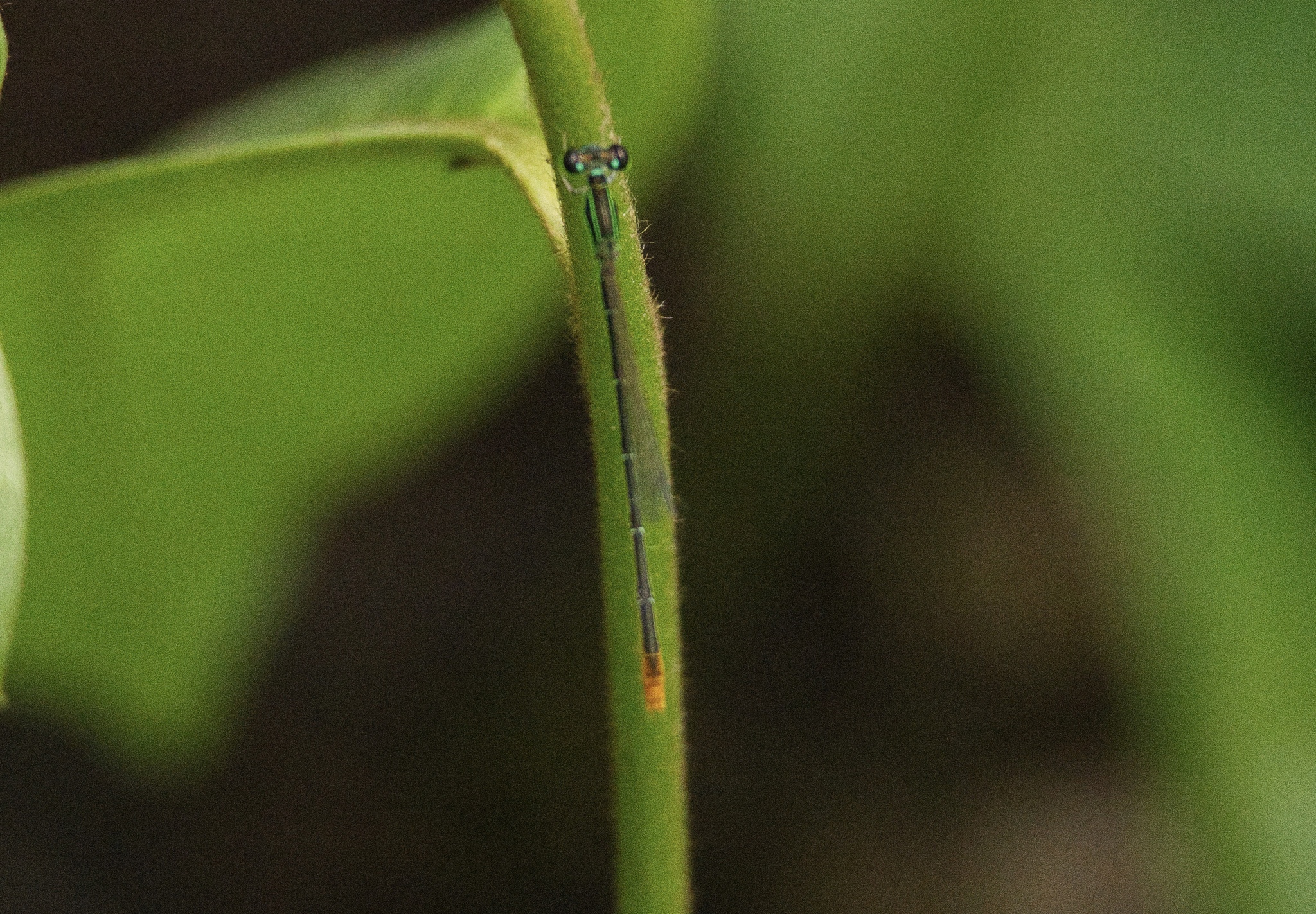 Pygmy Dartlet