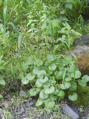 Micranthes odontoloma