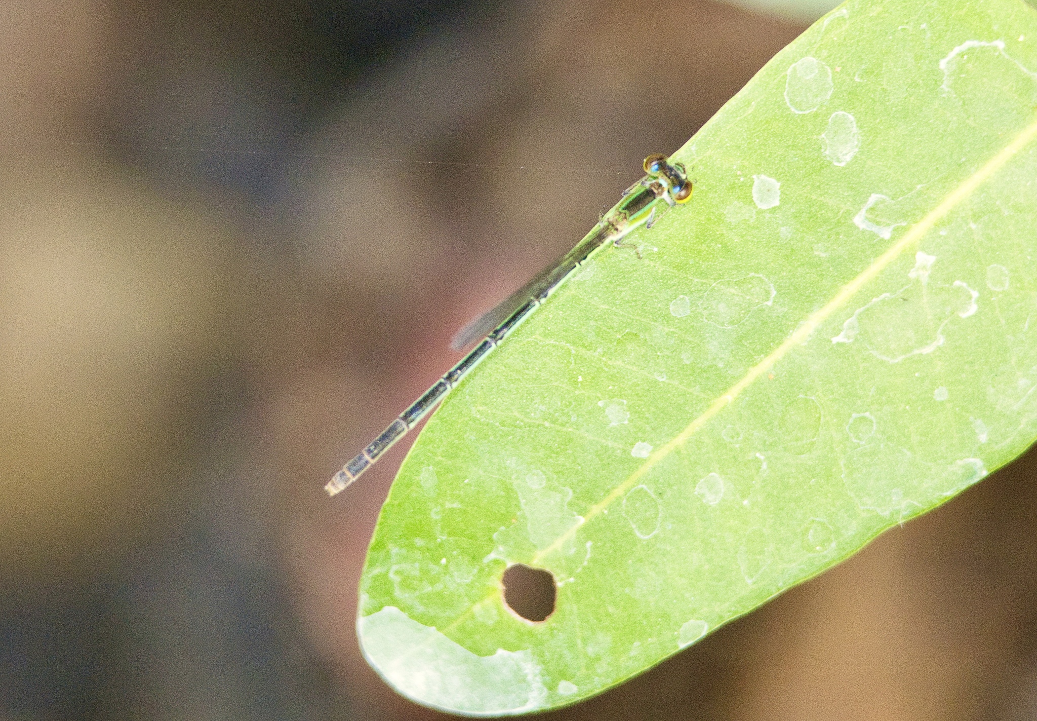 Pygmy Dartlet