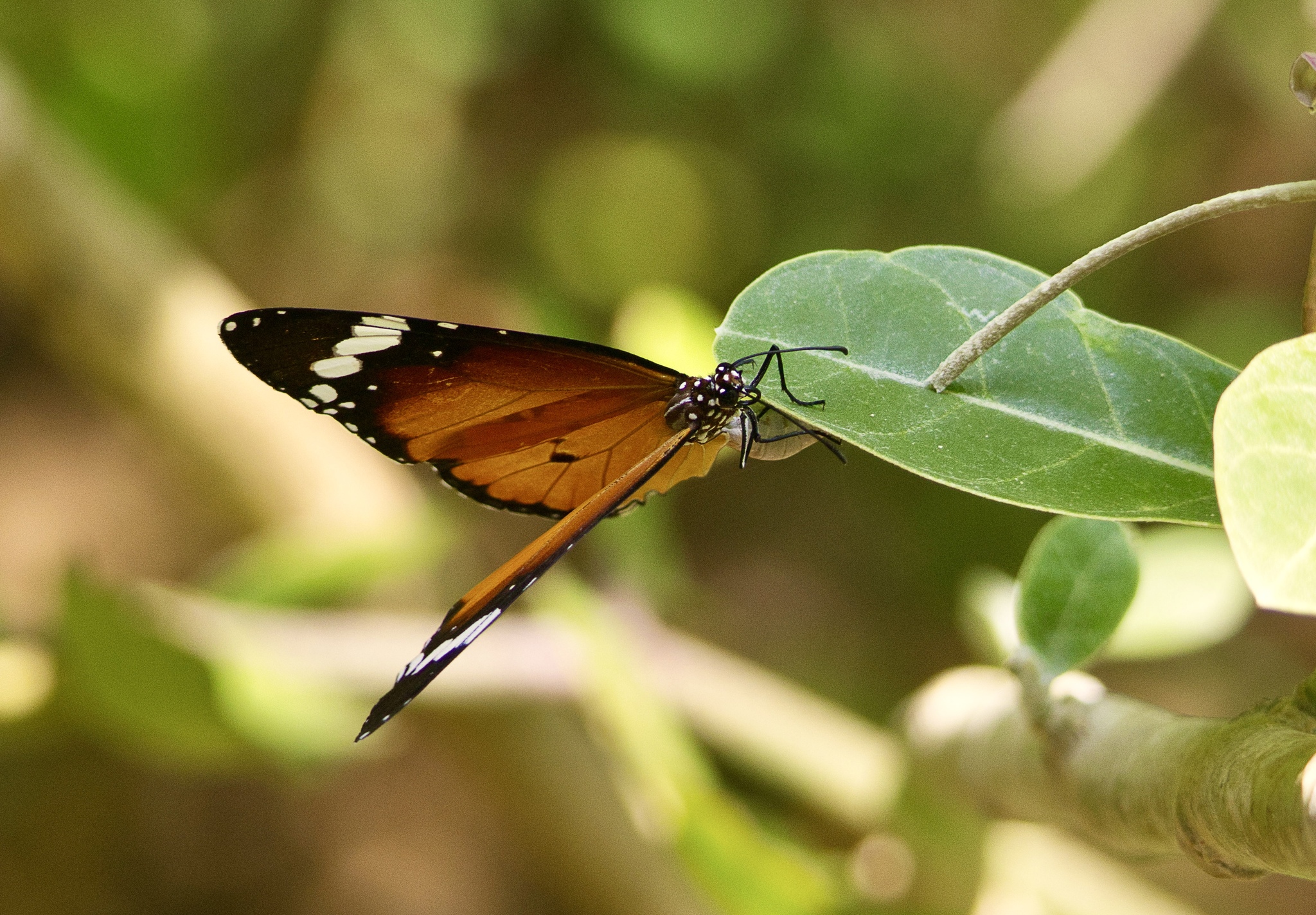 Plain Tiger