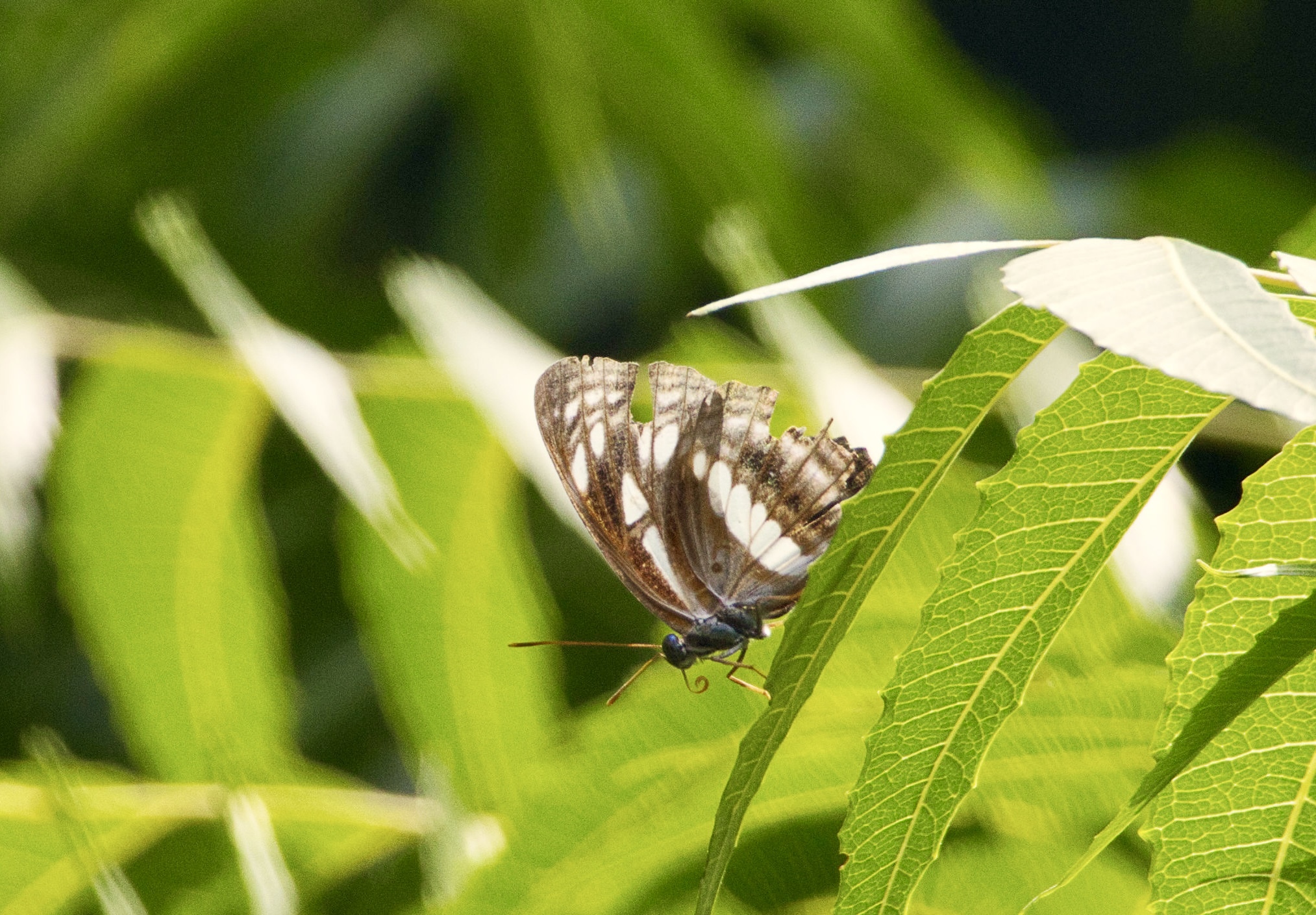 Chestnut-Streaked Sailer