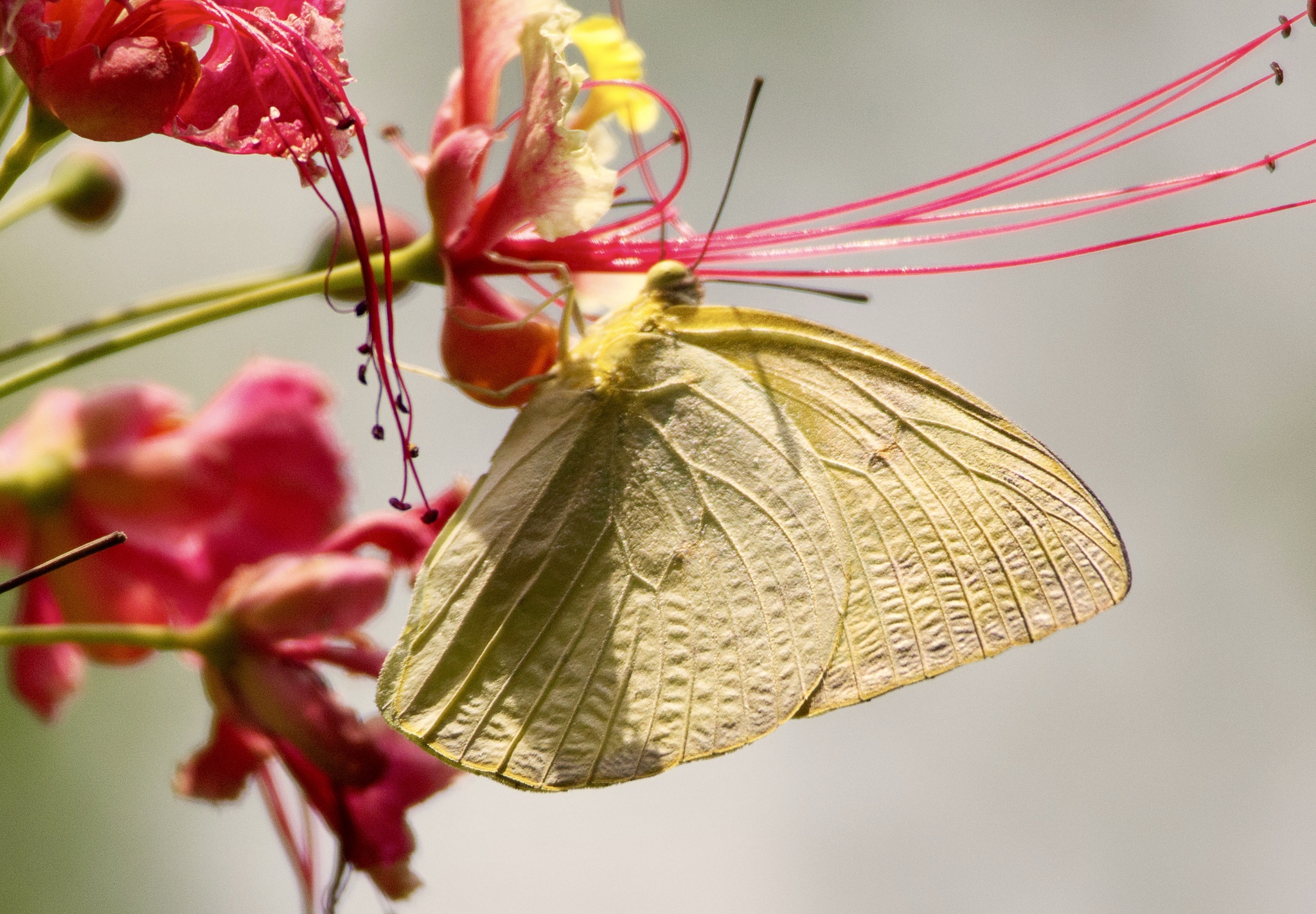 Lemon Emigrant