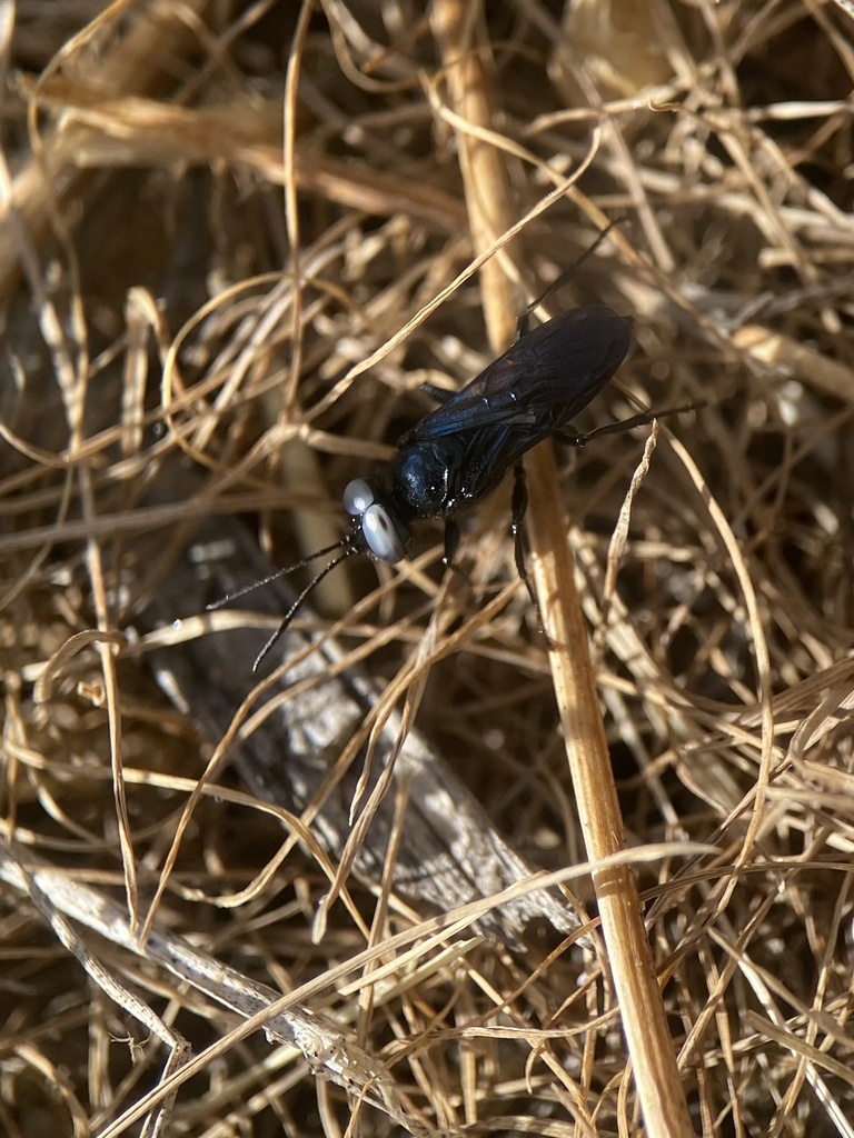 Dryudella caerulea