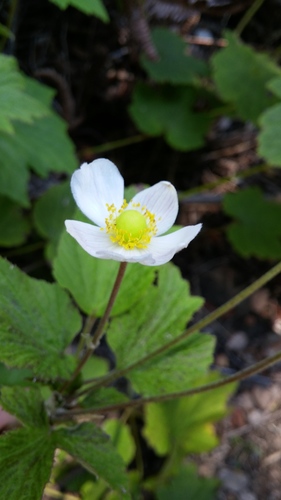 Eriocapitella japonica
