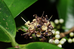 Memecylon lanceolatum