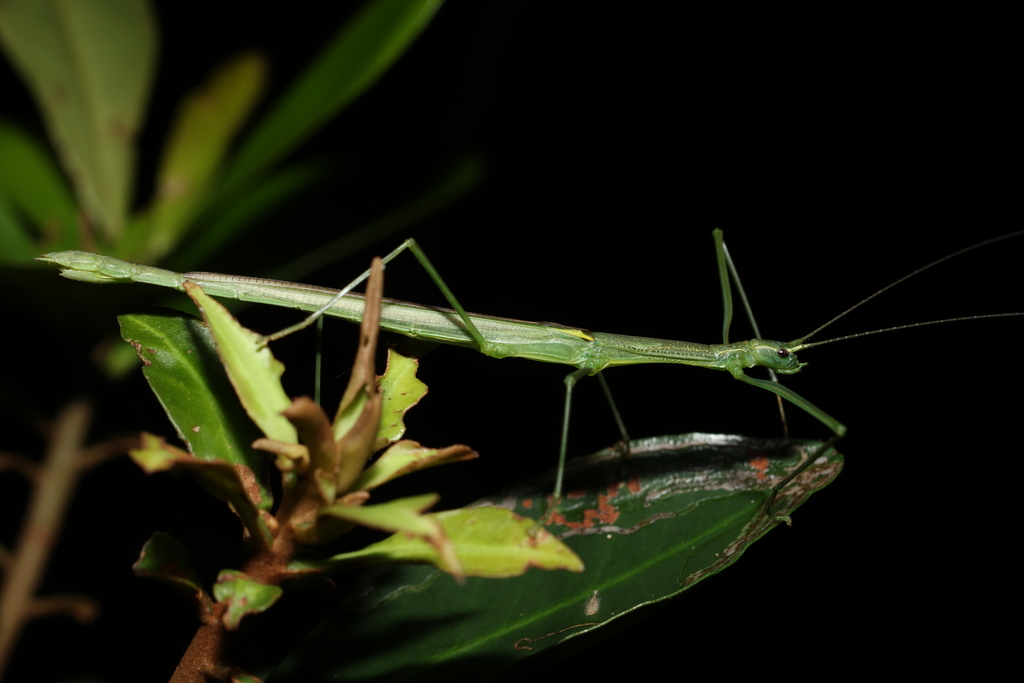 Otraleus okunii