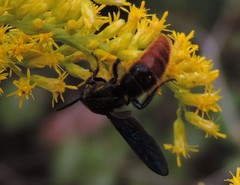Scolia dubia haematodes