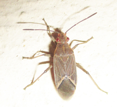 Boisea fulcrata