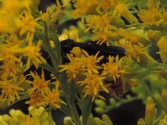 Scolia dubia haematodes