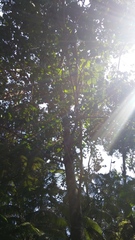 Cheirodendron trigynum