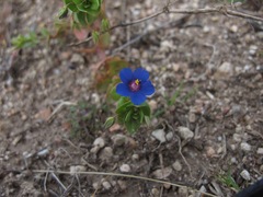 Anagallis