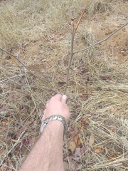 Pterocarpus rotundifolius