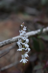 Holothrix parviflora