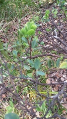 Wikstroemia sandwicensis