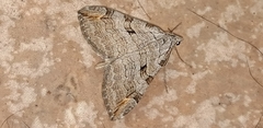 Aplocera
