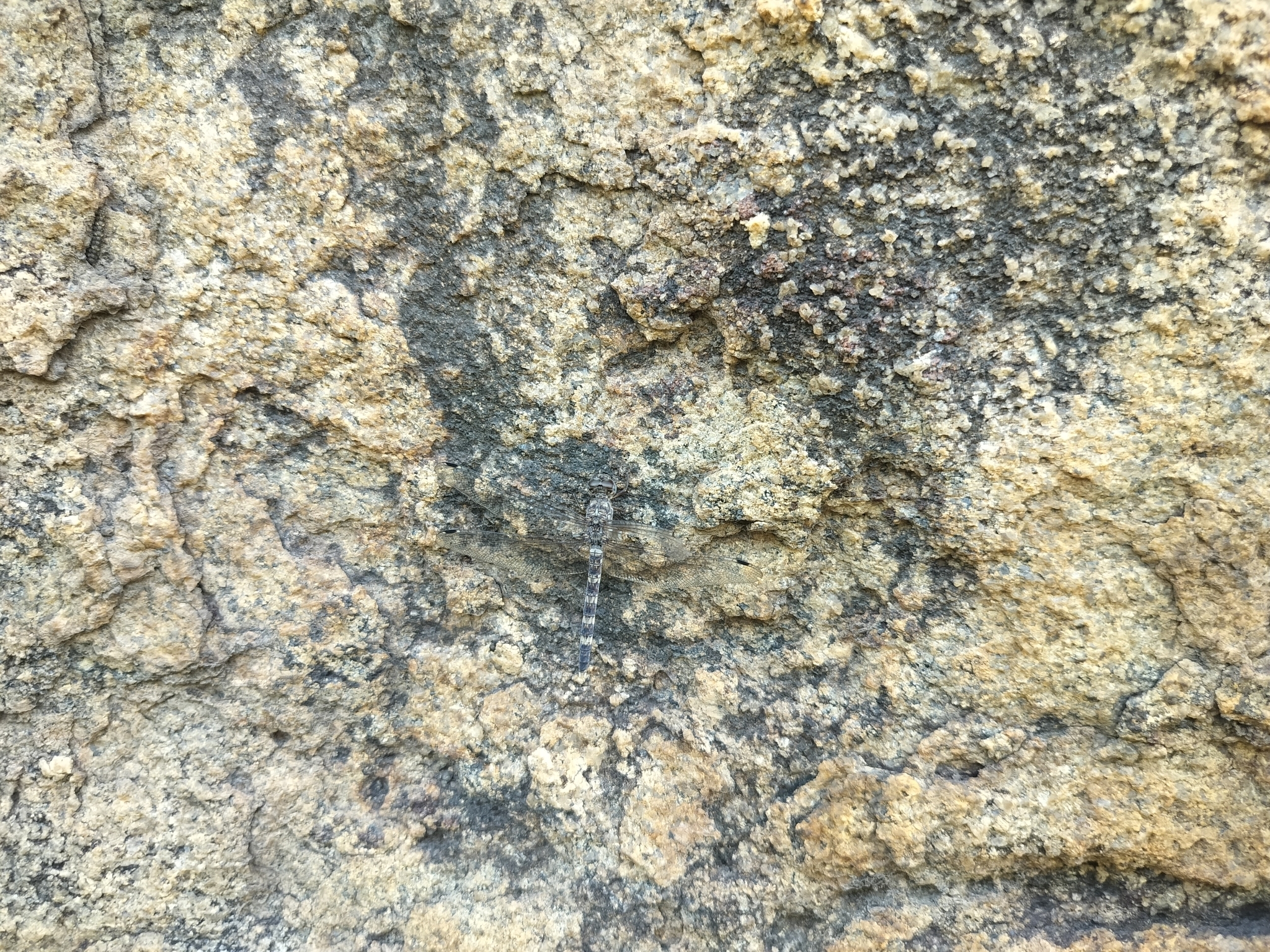 Indian Rockdweller