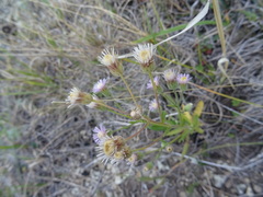 Erigeron acris podolicus